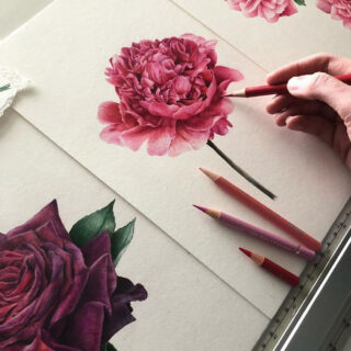 Lápices de Colores Calidad Profesional para Artistas Faber Castell Polychromos Colibrí Rosa
